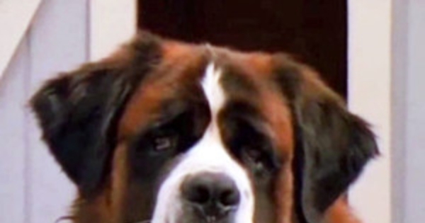 Beethoven The Homeward Bound Trio E News Top 9 Movie